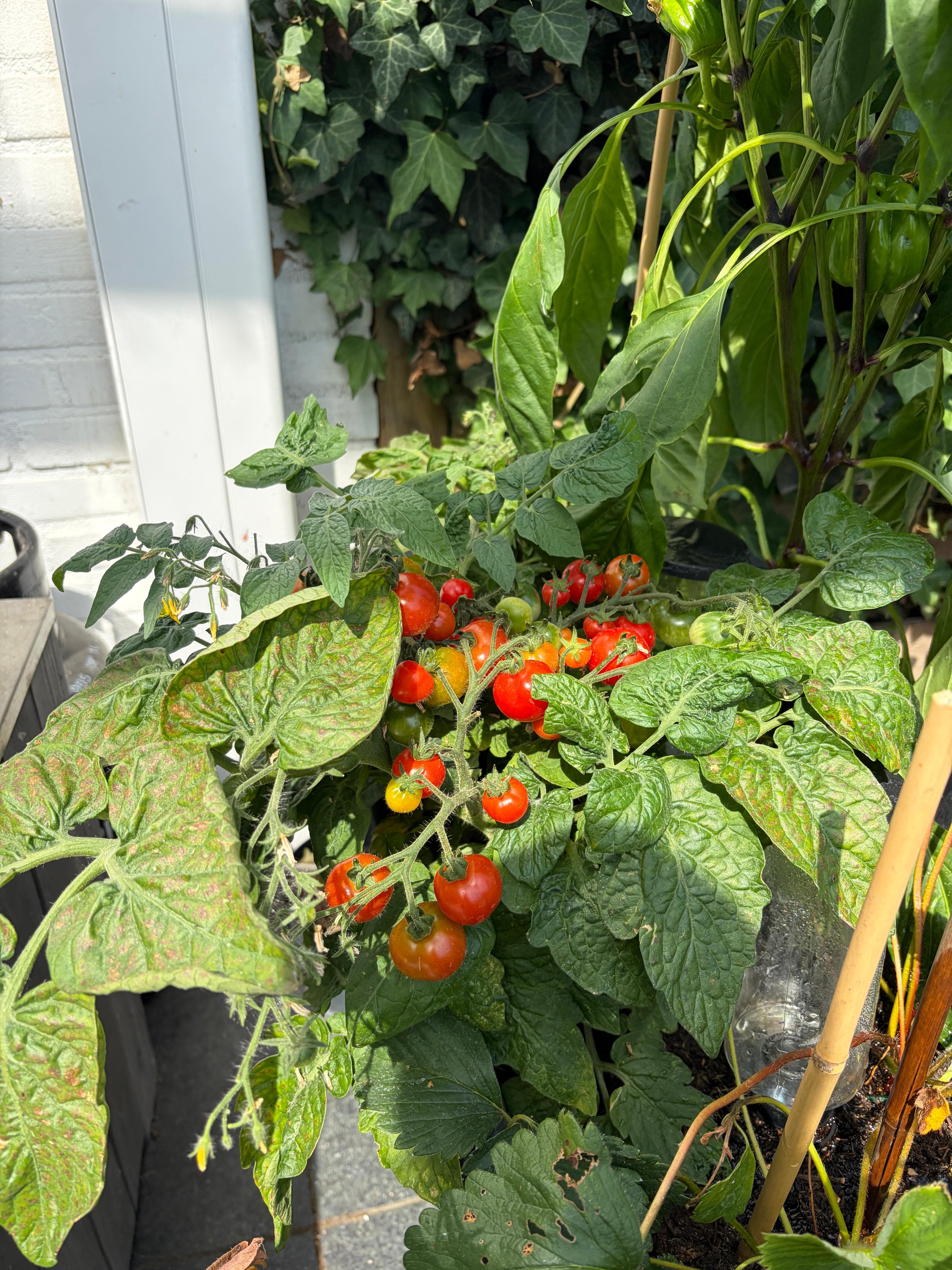 Tomatoes growing in the garden